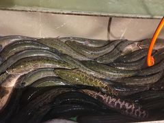 -百岁鱼(七一路店)