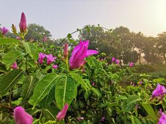 -东莞植物园