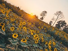 -三圣花乡旅游区