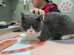 -伟伟宠物医院·瑞派猫友好医院·猫科(光谷店)