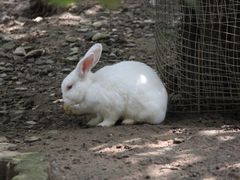 -栾川竹海野生动物园
