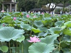-鲁镇