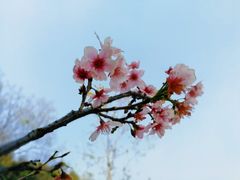 -王借岗森林公园