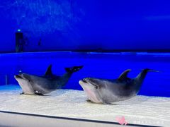 -上海海昌海洋公园