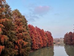 -上海海湾国家森林公园