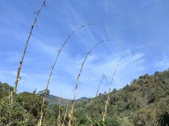 -野象谷景区