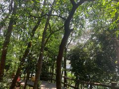 -铁山坪森林公园