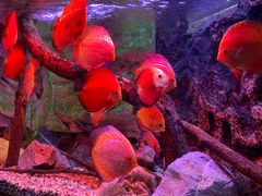 -上海海洋水族馆