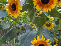 -长白岛森林公园