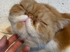 -飞行喵MR PILOT|猫舍·猫咖(静安大融城店)