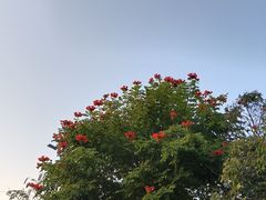 -海南槟榔谷黎苗文化旅游区