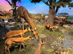 -国家自然博物馆