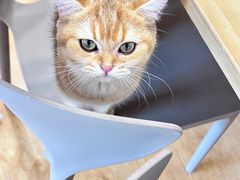 -有喵·猫咖·狗咖·30几只猫10只小狗(岗厦店)