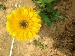 -松山湖梦幻百花洲