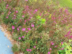 -白鹭湾湿地公园