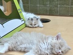 -帕帕拉兹宠物(亚洲旗舰店)