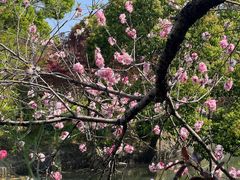 -南汇桃花村