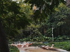-深圳野生动物园