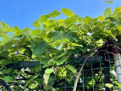 -大梅沙游艇度假酒店