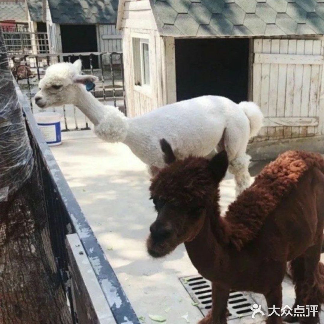帝都遛娃必打卡🙉🙉亲子动物乐园