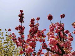 -顾村公园