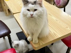 -猫咪咖啡店(新城大街店)