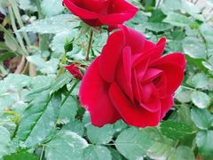 -南通洲际绿博园