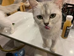 -BABIT巴比特宠物(MOMOPARK店)