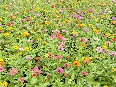 -长兴太湖图影湿地文化园