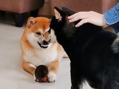 -喜柴咖啡·柴犬狗咖