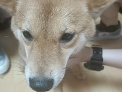 -猫色咖啡·猫咖