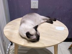 -藏猫猫咖啡主题馆(中央大道店)