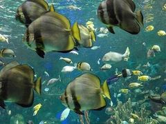 -瑞普利水族馆