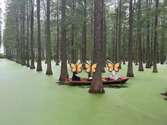 -渌洋湖湿地公园
