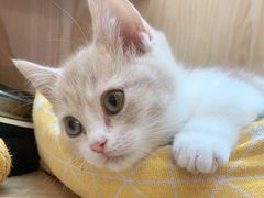 -山宅一喵德文卷毛猫舍