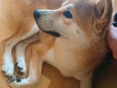 -喜柴咖啡·柴犬狗咖