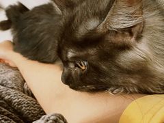 -猫大福·Fortune Cat猫舍(百子湾店)