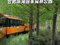 -合肥滨湖国家森林公园