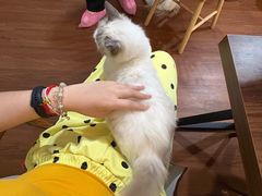-楼上猫咖(罗湖店)