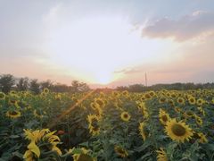-映月湖中央公园