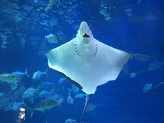 -烟台海昌鲸鲨海洋公园