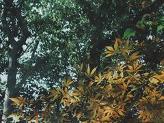 -上海佘山国家森林公园天马山园