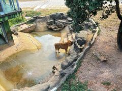 -深圳野生动物园