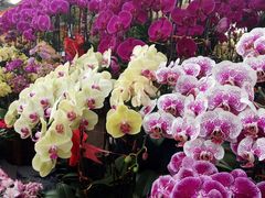-秦美花卉(天朗·莱茵小城2期店)