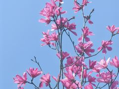 -上海滨江森林公园