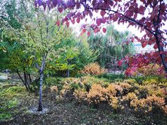 -莲花池公园