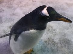 -芜湖新华联大白鲸海洋公园