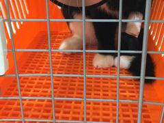 -伟伟宠物医院·CT影像中心·瑞派犬猫综合性门诊(汉口总院)