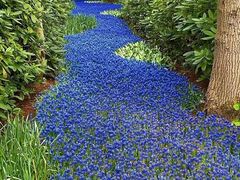 -库肯霍夫公园