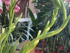 -循礼门鲜花花市(武汉循礼门店)